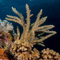 Acropora grandis (Great Staghorn Coral)
