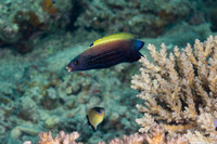 Labropsis xanthonota (Wedge-Tailed Wrasse)
