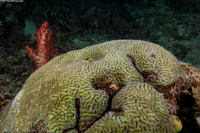 Platygyra lamellina (Hard Brain Coral)