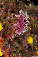 Distichoproa borealis (Pink Lace Coral)