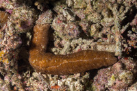 Herpolitha limax (Tongue Coral)