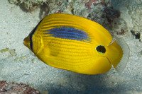 Chaetodon plebius (Blue-Spot Butterflyfish)