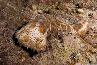 Pearsonothuria graeffei (Blackspotted Sea Cucumber)