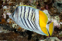 Chaetodon mertensii (Atoll Butterflyfish)