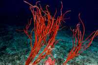 Ctenocella pectinata (Red Whip Coral)