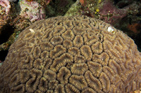 Lobophyllia hemprichii (Lobed Brain Coral)