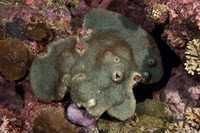 Platygyra daedalea (Lesser Valley Coral)