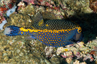 Ostracion meleagris (Spotted Boxfish)
