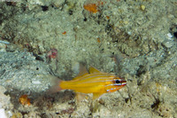 Ostorhinchus properuptus (Silty Cardinalfish)