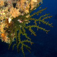 Tubastraea micranthus (Black Sun Coral)