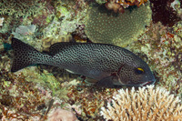 Plectorhinchus picus (Dotted Sweetlips)