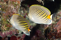 Chaetodon pelewensis (Dot & Dash Butterflyfish)