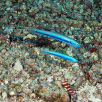 Ptereleotris hanae (Threadfin Dartfish)