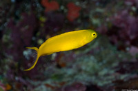 Meiacanthus oualanensis (Canary Fangblenny)