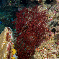 Muricella sp.1 (Knotted Sea Fan)
