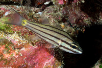 Cheilodipterus isostigmus (Toothy Cardinalfish)