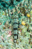 Synodus variegatus (Reef Lizardfish)