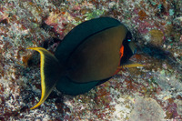 Acanthurus pyroferus (Mimic Surgeonfish)