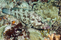 Epinephelus tauvina (Greasy Grouper)