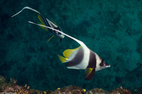Heniochus acuminatus (Longfin Bannerfish)