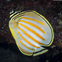Chaetodon ornatissimus (Ornate Butterflyfish)