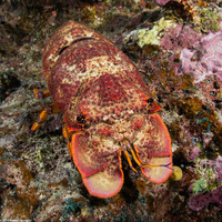 Slipper Lobster – Công Ty Tân Đại Thành Seafoods