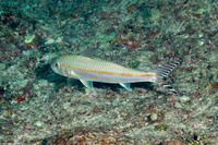 Upeneus taeniopterus (Bandtail Goatfish)