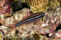 Ostorhinchus nigrofasciatus (Blackstripe Cardinalfish)