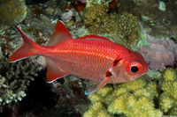 Myripristis pralinia (Scarlet Soldierfish)