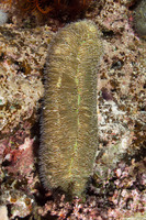 Herpolitha limax (Tongue Coral)