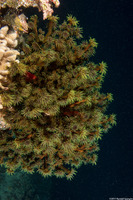 Tubastrea micrantha (Black Sun Coral)