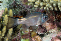 Nectamia savayensis (Samoan Cardinalfish)