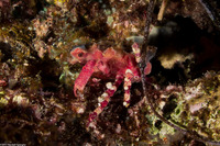 Cyclocoeloma tuberculatum (Corallimorph Decorator Crab)