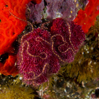 Ophiothrix purpurea (Dark Red-Spined Brittle Star)