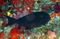 Acanthurus albipectoralis (Whitefin Surgeonfish)