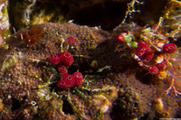 Didemnum cf. moseleyi (Strawberry Tunicate)