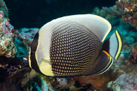 Chaetodon reticulatus (Reticulated Butterflyfish)