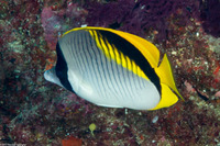 Chaetodon lineolatus (Lined Butterflyfish)