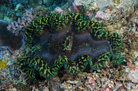 Tridacna maxima (Maxima Giant Clam)