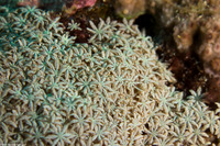Tubipora musica (Organ Pipe Coral)