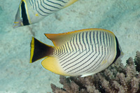 Chaetodon trifascialis (Chevroned Butterflyfish)