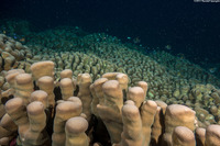 Pavona clavus (Swollen Coral)