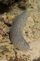 Holothuria turriscelsa (Volcano Sea Cucumber)