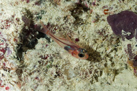Apogon doryssa (Longspine Cardinalfish)