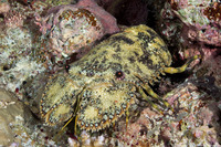 Parribacus antarcticus (Sculptured Slipper Lobster)