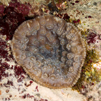 Mycedium elephantotus (Green Eyed Cup Coral)