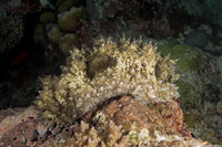 Holothuria cf. impatiens (Impatient Sea Cucumber)