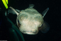 Diodon hystrix (Porcupinefish)