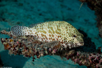 Epinephelus merra (Honeycomb Grouper)