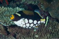 Balistoides conspicillum (Clown Triggerfish)